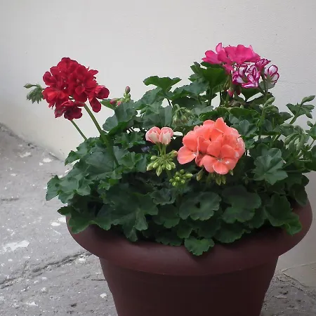 Bbb48 Κλουζ-Ναπόκα